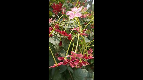 terrace garden overview | bougainvillea flowers blooming | summer gardening | #gardening #nature