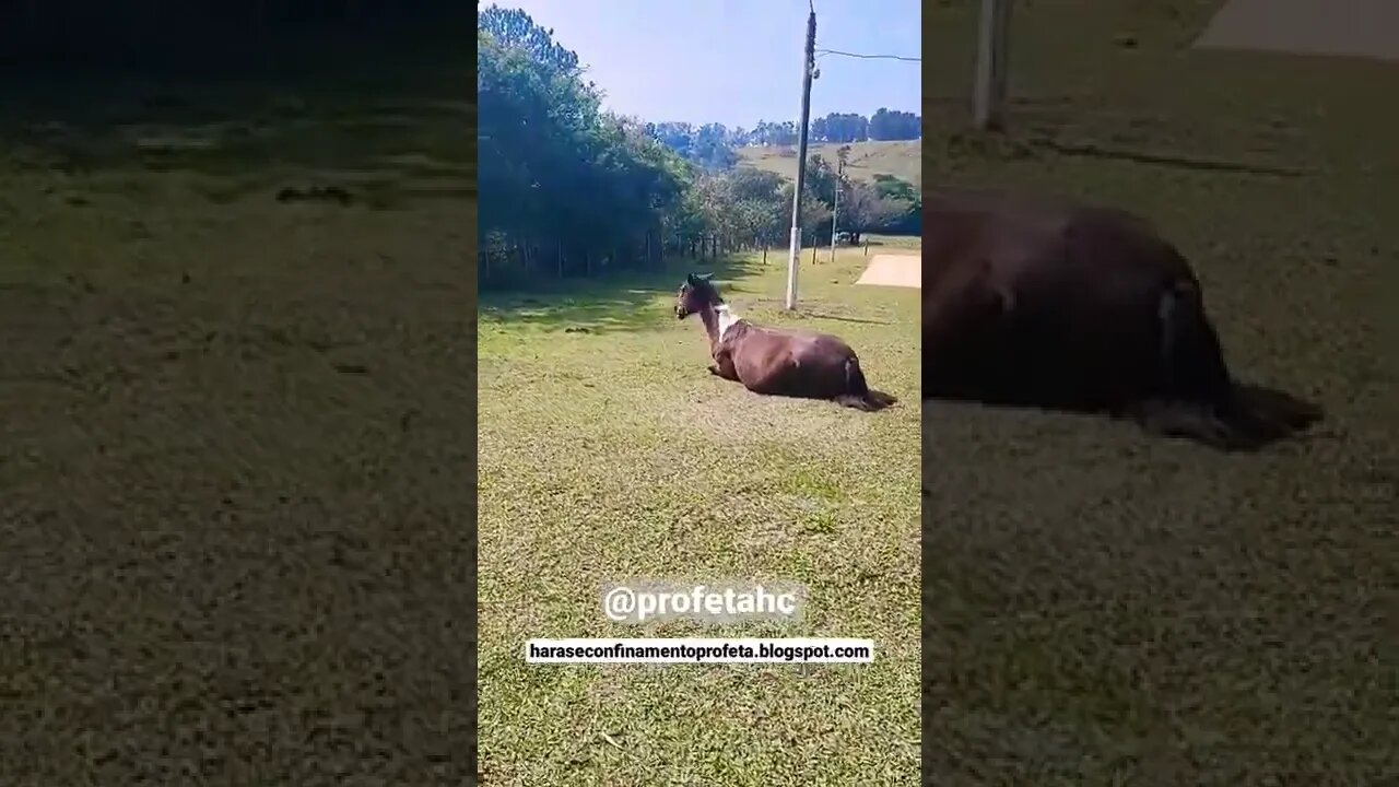 Cavalo dando mortal . 🙄🤫#shorts #cavalo #marchador #pecuaria