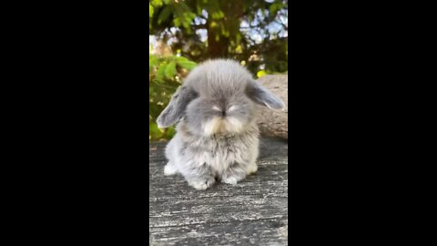 Who wouldn’t love such a little chubby fluffy bunny? 🐰