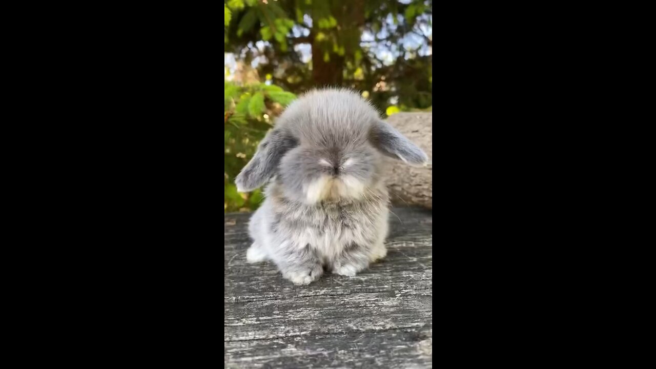 Who wouldn’t love such a little chubby fluffy bunny? 🐰