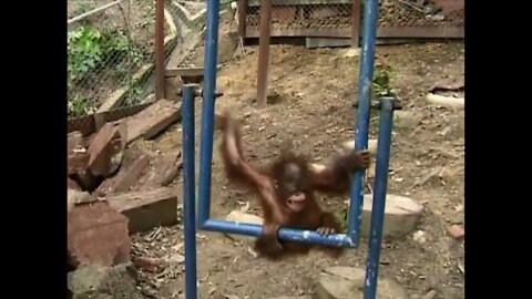 International Orangutan Day - August 19