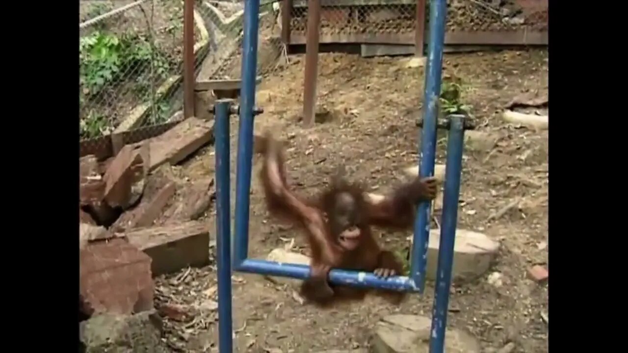 International Orangutan Day - August 19