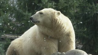 Buffalo Zoo, dog daycare prep ahead of winter storm