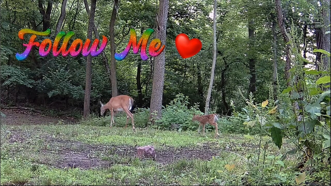 Doe and Fawn playing follow along on the hilltop