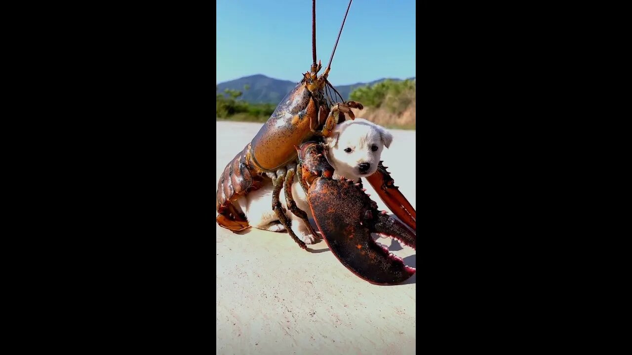 Lobster and dog have a dance