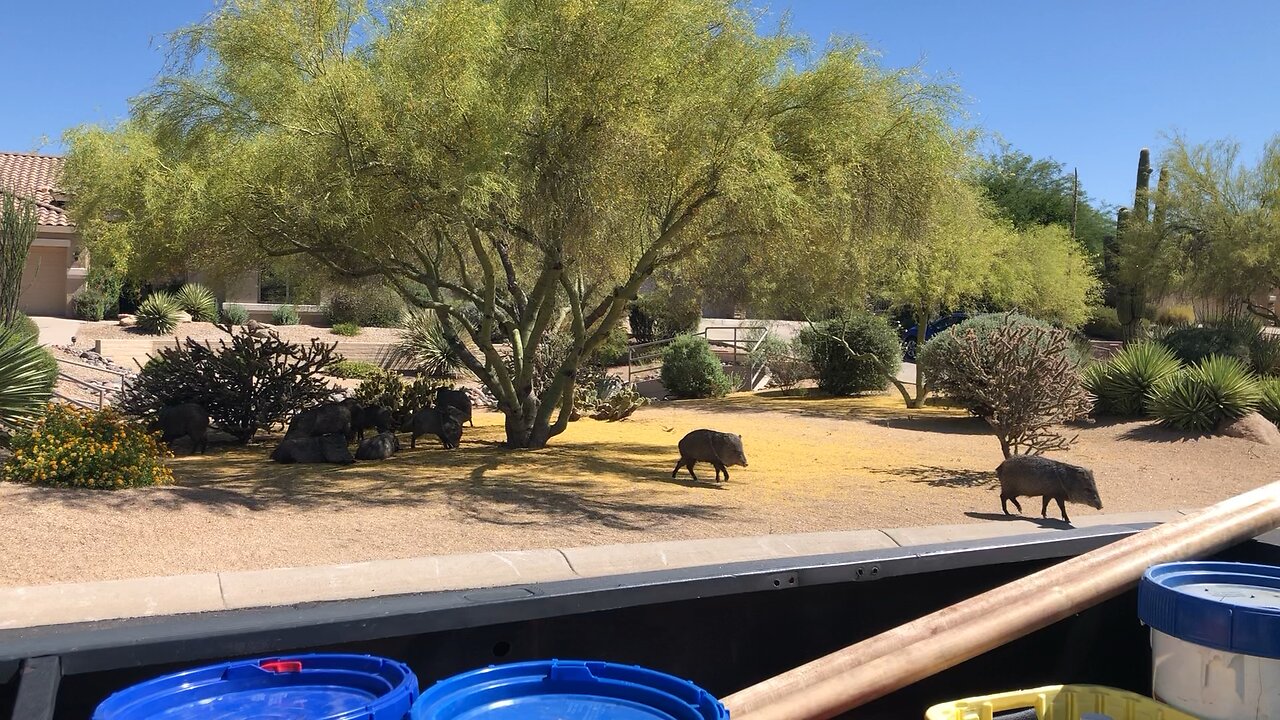 🐖PIGS!! SCOTTSDALE!!!