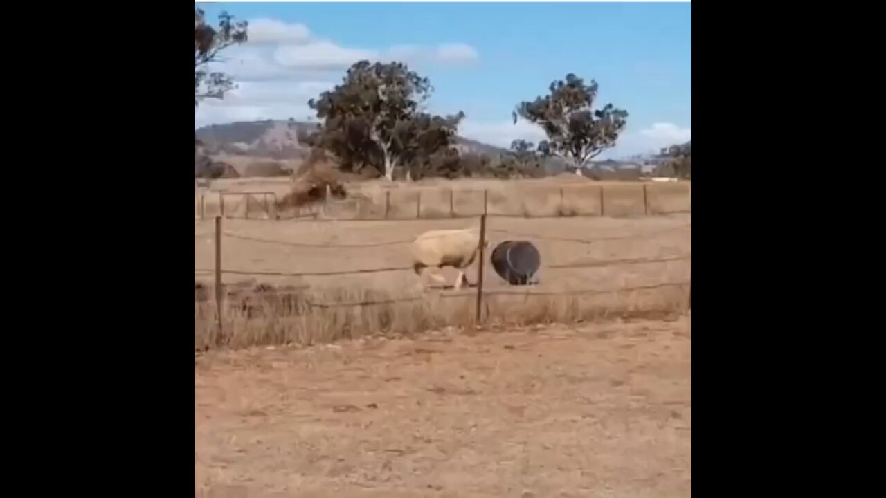 Survival of the fittest. The Bucket wins the sheep loses.