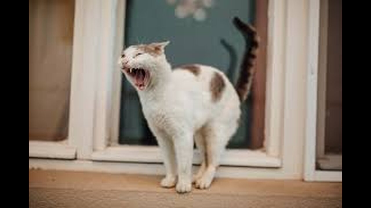 Hilarious ANIMALS you must watch!!!