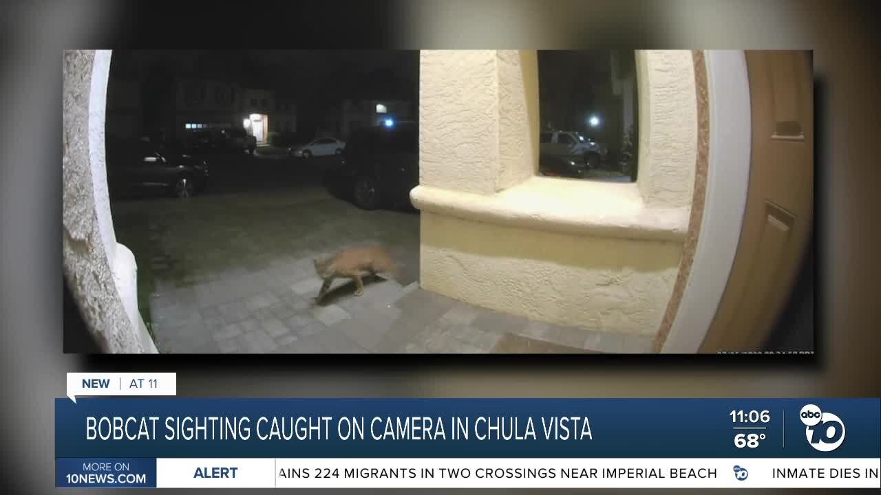 Chula Vista resident's security camera captures bobcat roaming in front of home