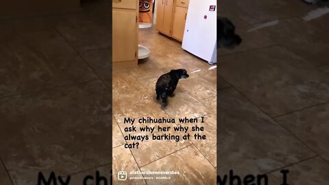 Sheeba the chi poo #shorts