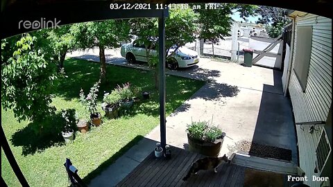 Rachel claws Stray Multi