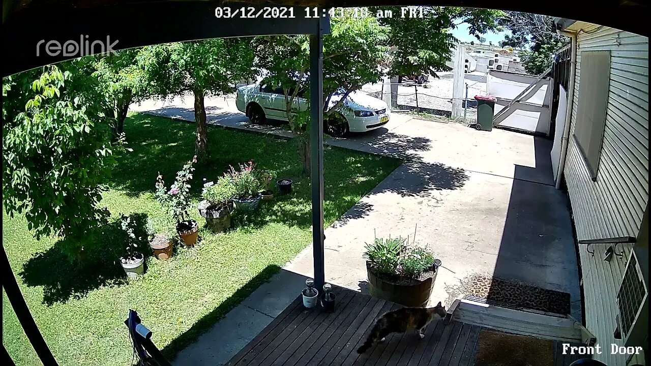 Rachel claws Stray Multi