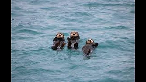 Sea otter