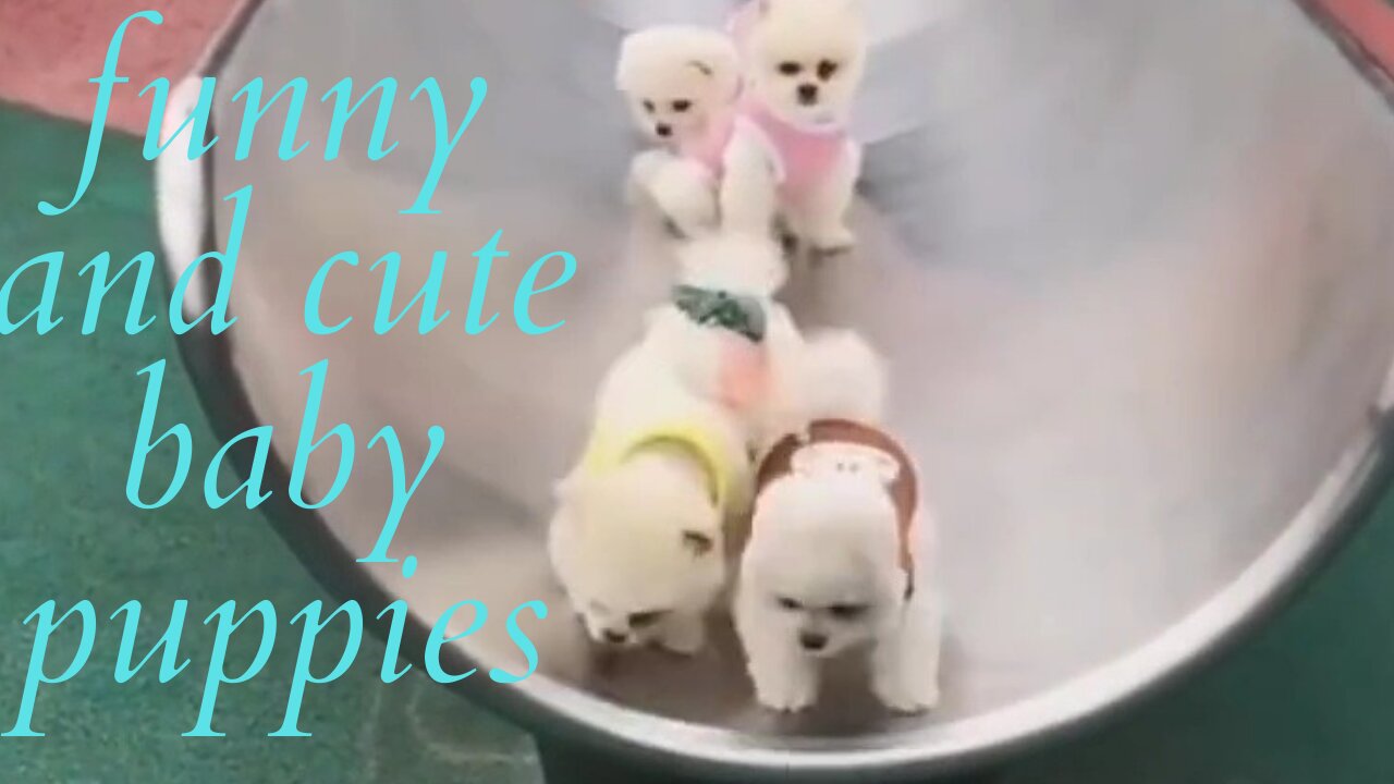 🐩Funny And Cute 💗Baby Puppies🐕