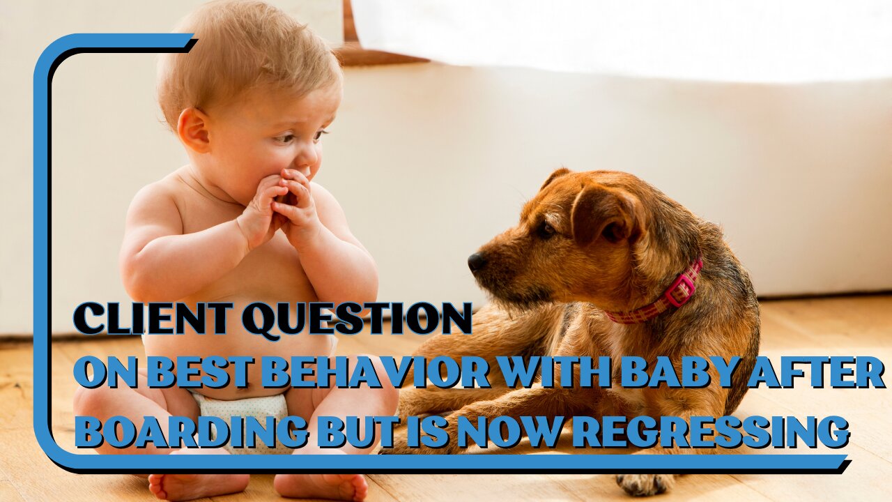 Client Q: Our Dog Came Home On Best Behavior From Boarding But Is Back To Growling At Our Baby, Why?