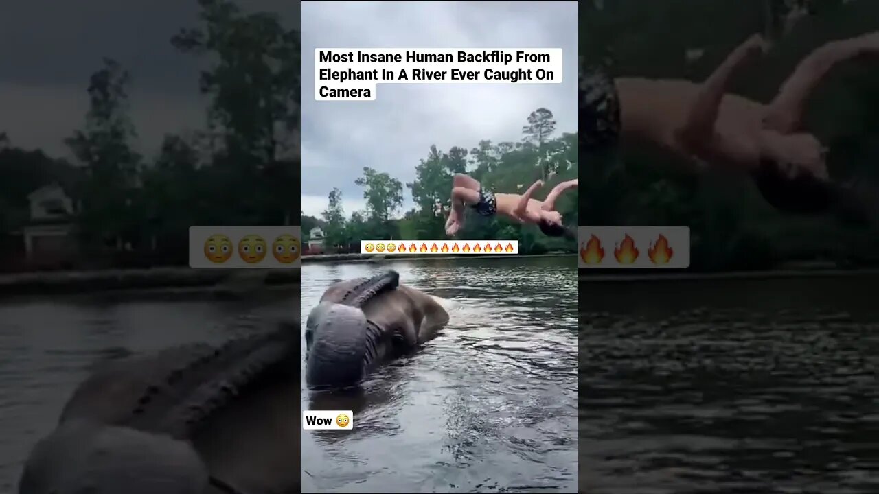 Most Insane Human Backflip From Elephant In A River Ever Caught On Camera #shorts #animals #flips