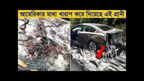 বিচিত্র এই প্রানীগুলো আমেরিকার কি হাল করে ছেড়েছে বিশ্বাস করবেন না আপনিও। uncommon animals