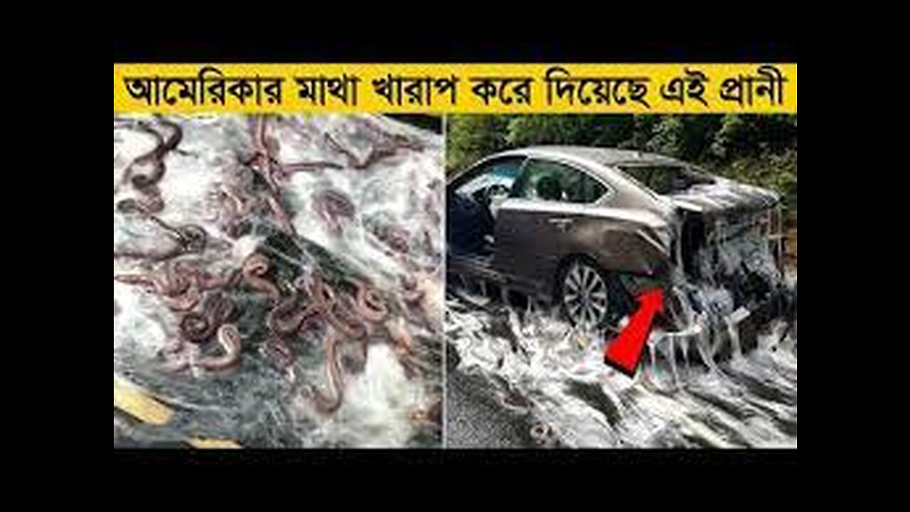 বিচিত্র এই প্রানীগুলো আমেরিকার কি হাল করে ছেড়েছে বিশ্বাস করবেন না আপনিও। uncommon animals