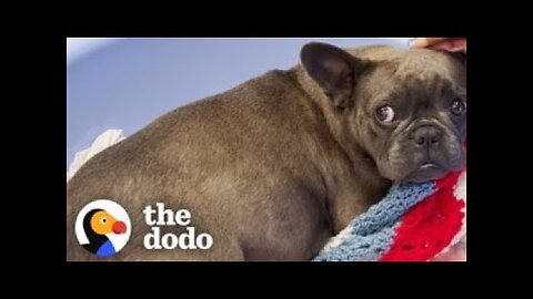 Couple Rescues A Pregnant Frenchie