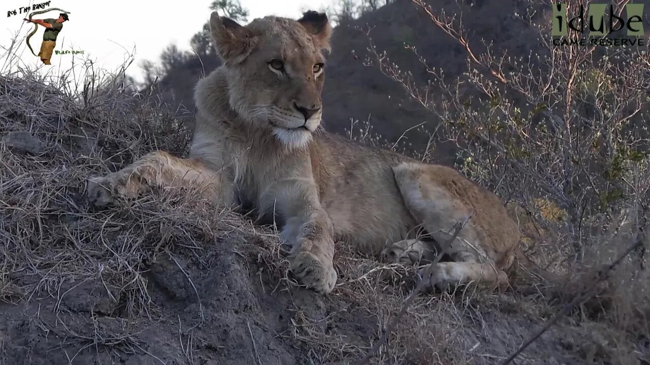 LIONS: Following The Pride 59: Lone Sub Adult