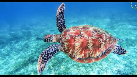 SPOILER ALERT: Wordle of the Day for May 23, 2022 ... Happy World Turtle Day!