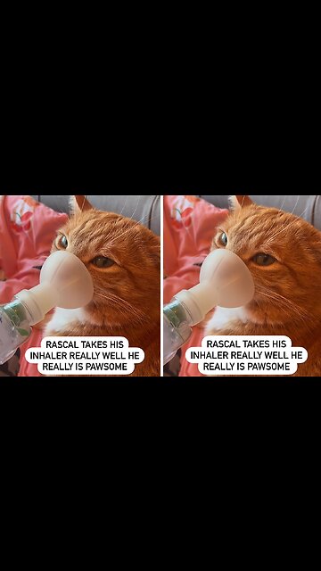 Cat Takes His Inhaler Like A Champ