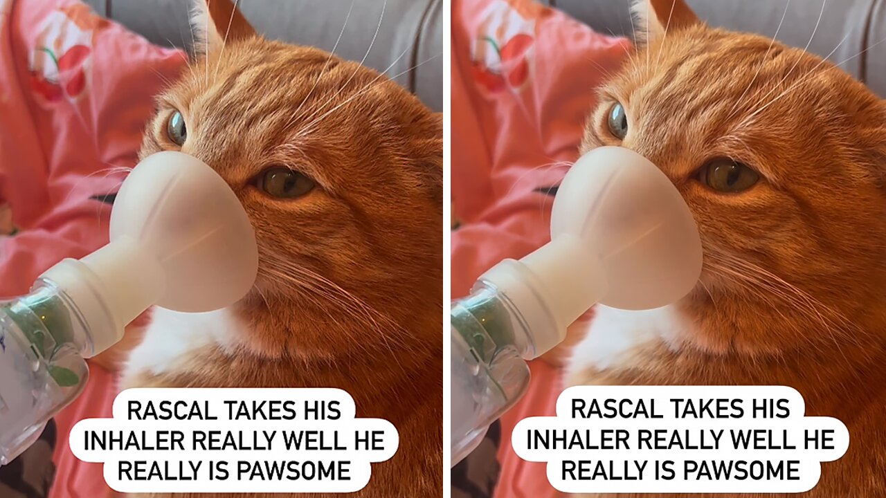 Cat Takes His Inhaler Like A Champ