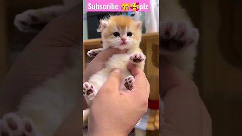 So Cute Little Baby Cat! in home || 😽🥰 || #shortsfeed #cat #youtubepets #catvideos