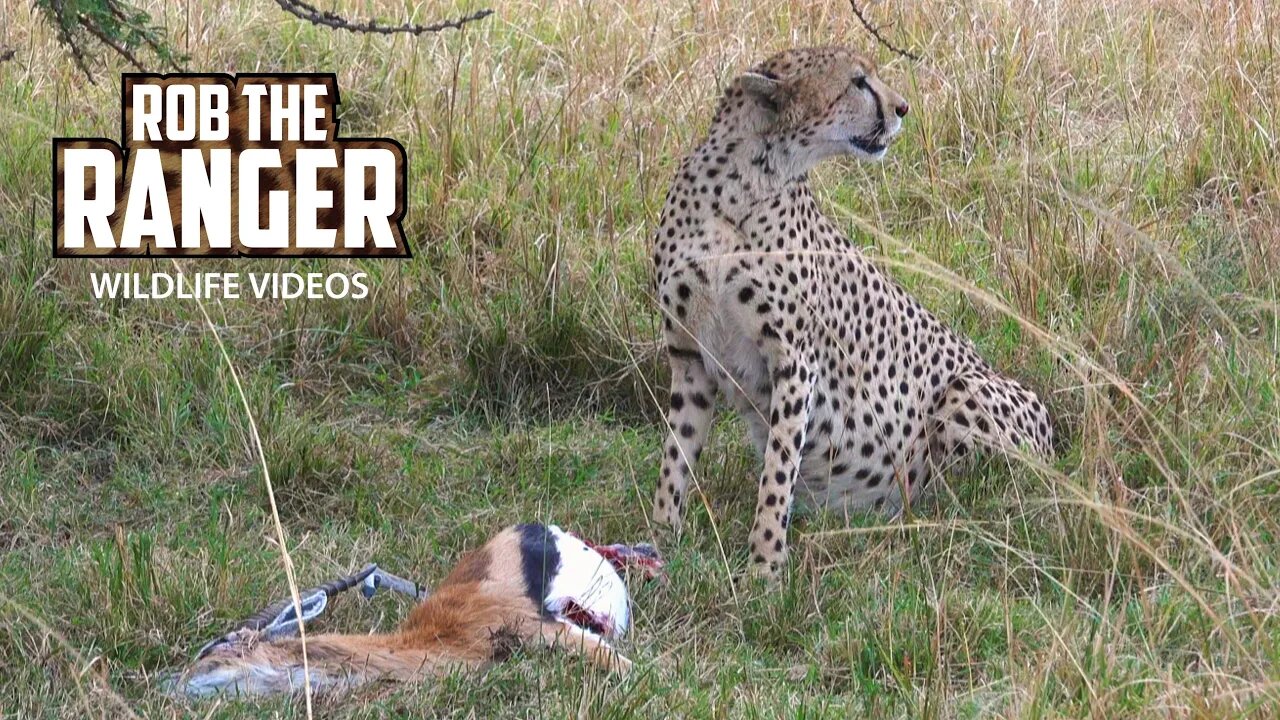 Female Cheetah Eats A Gazelle | Maasai Mara Safari | Zebra Plains