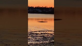 Observing a seagull on the beach at sunset