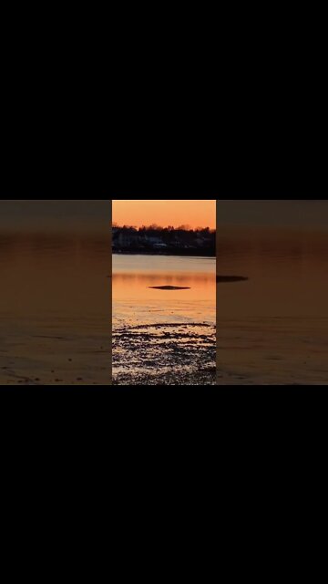 Observing a seagull on the beach at sunset