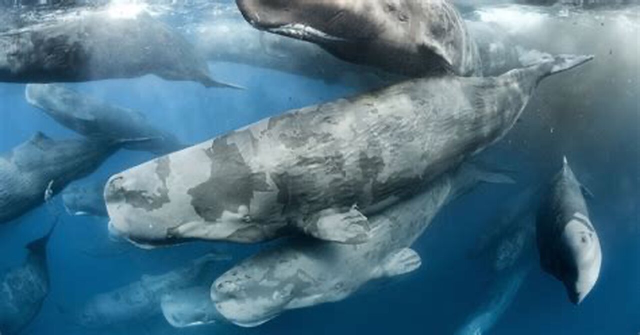 The Largest Predator the world has ever seen, The Sperm Whales