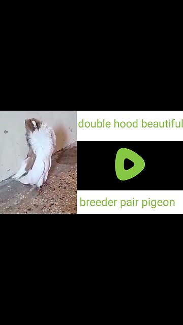Double Hood beautiful breeder pair