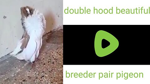 Double Hood beautiful breeder pair