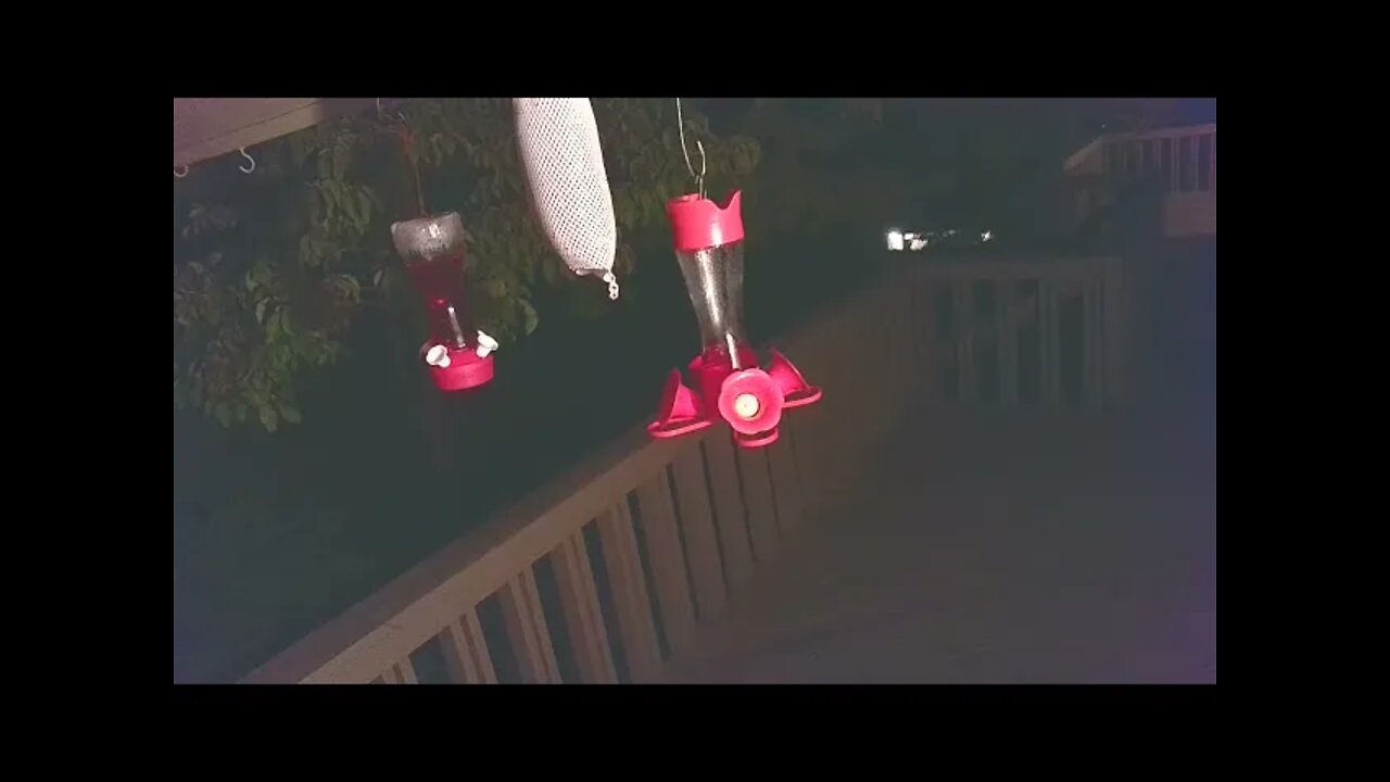 Live Bird Feeder Sept 2 2021 "Frogs All night" Asheville NC. In the mountains.