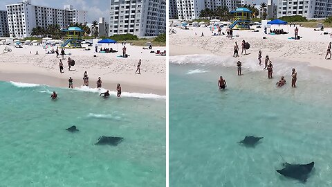 Amazing footage shows two eagle rays swimming near shore in Miami Beach