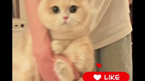 A*funniest*cute*cats*and*kitten_😻💞piu*piu