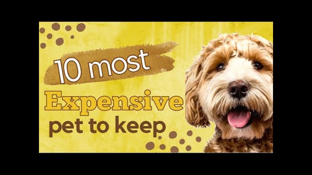 Top 10 most expensive pets to keep