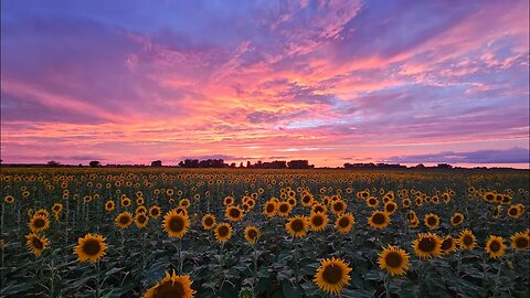 Sunflower Harvest of 2024