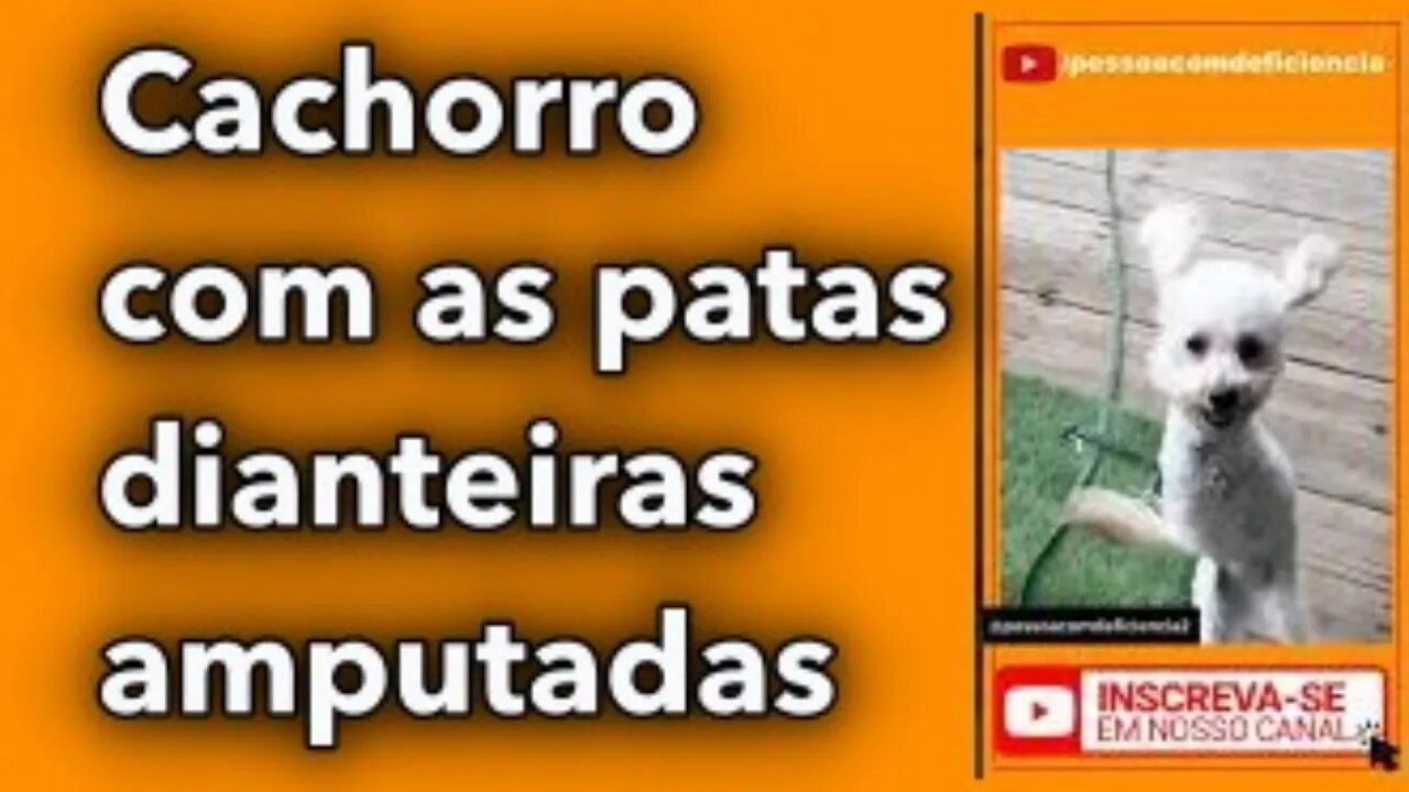 Cachorro com as patas dianteiras amputadas #shorts