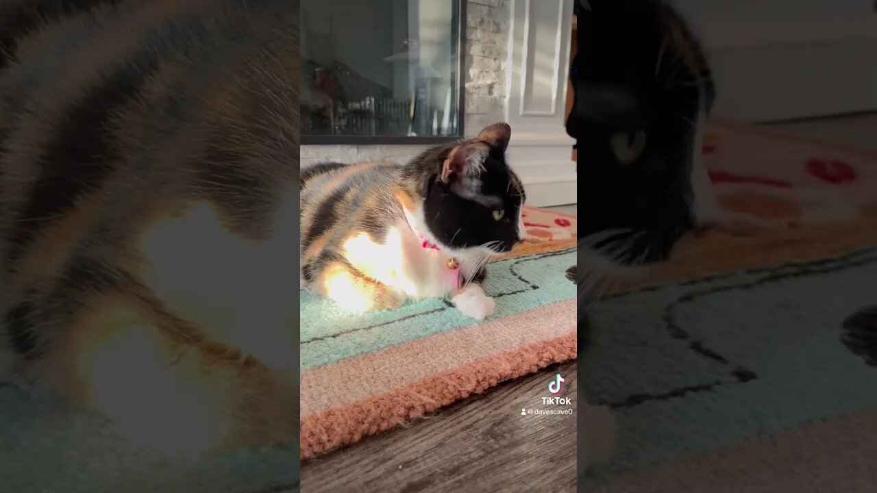Kitty enjoying sunshine