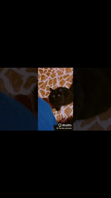 #persiancats #cats #cutecat #funnycats #kittens #shorts #youtubeshorts #catlover #catlife