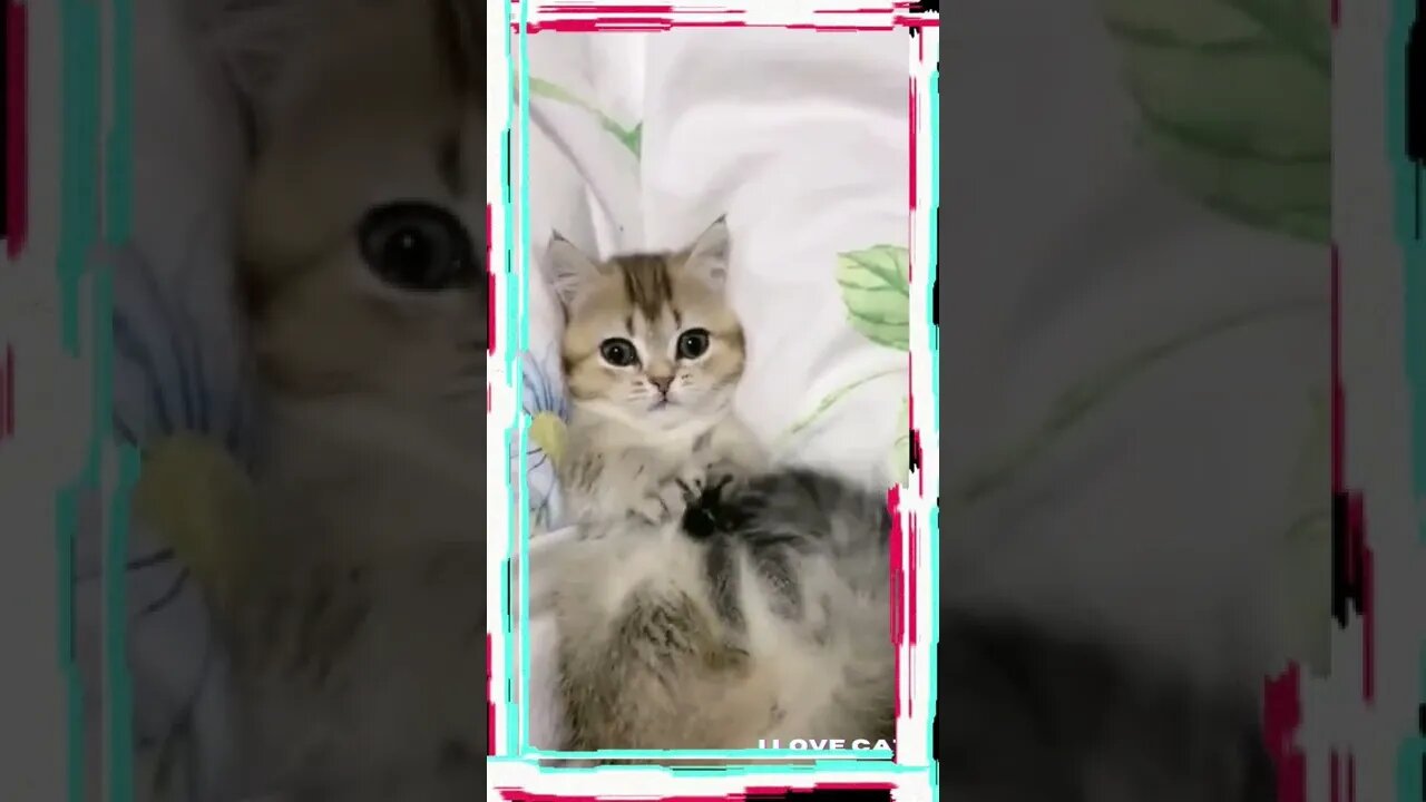 Funny cats, 面白い猫, 有趣的貓, قطط مضحكة😻 #shorts #gatosengraçados #shortsvideo