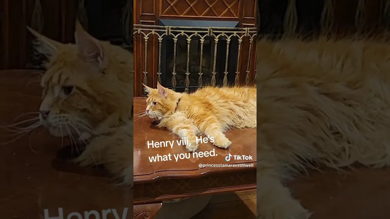 Maine coon Henry he is all you need