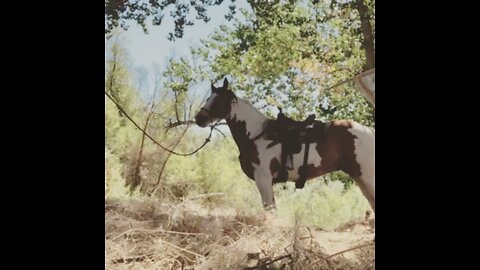 Bomb Proofing Horses