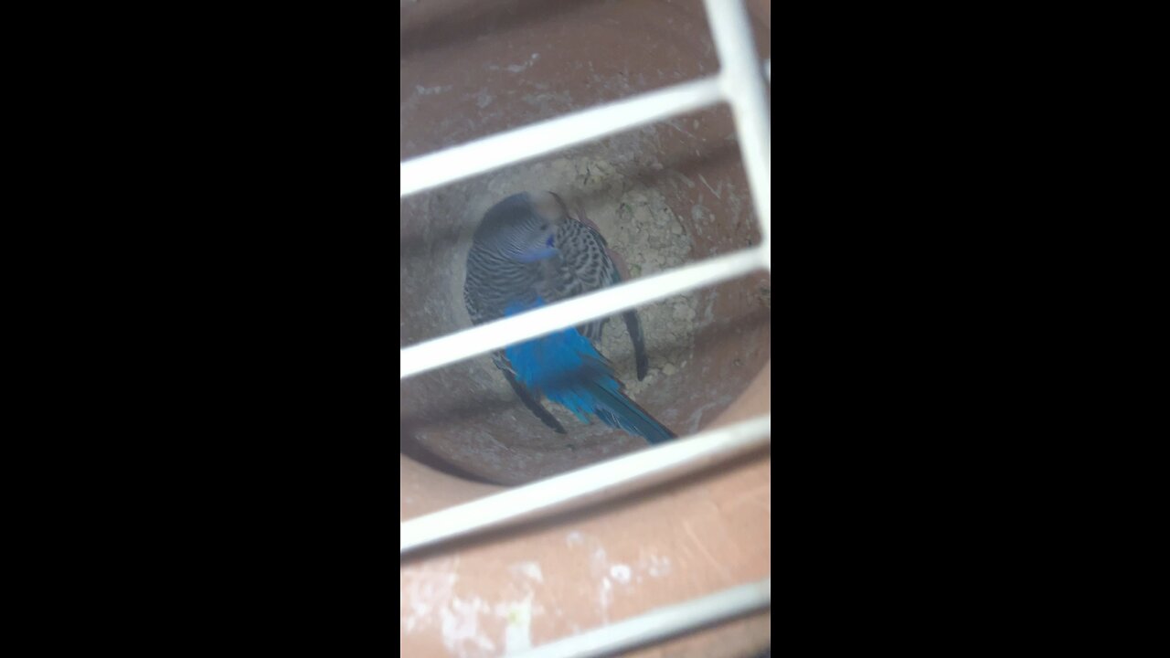 Budgies