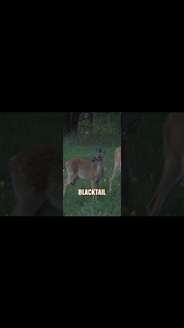 Did you know this about fawns? #deer #deerhunting #biology #fawns