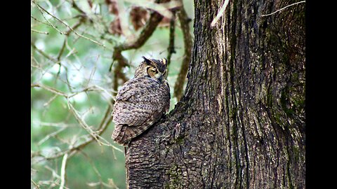 Great Horned Owl!