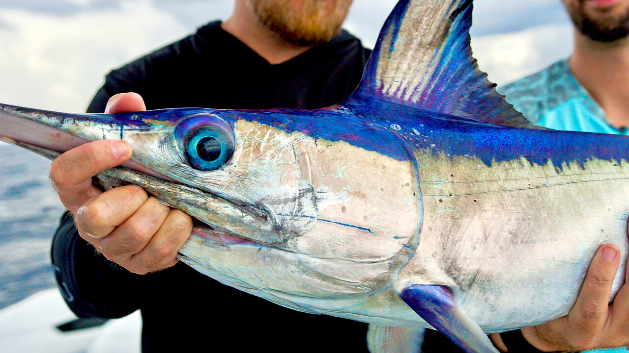 Swordfish, Dolphin, Sharks, Wahoo and Massive Bait School