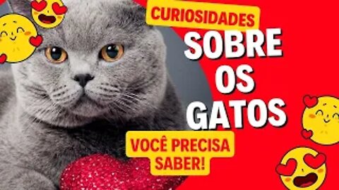 CURIOSIDADE SOBRE OS GATOS QUE VOCÊ PRECISA SABER!